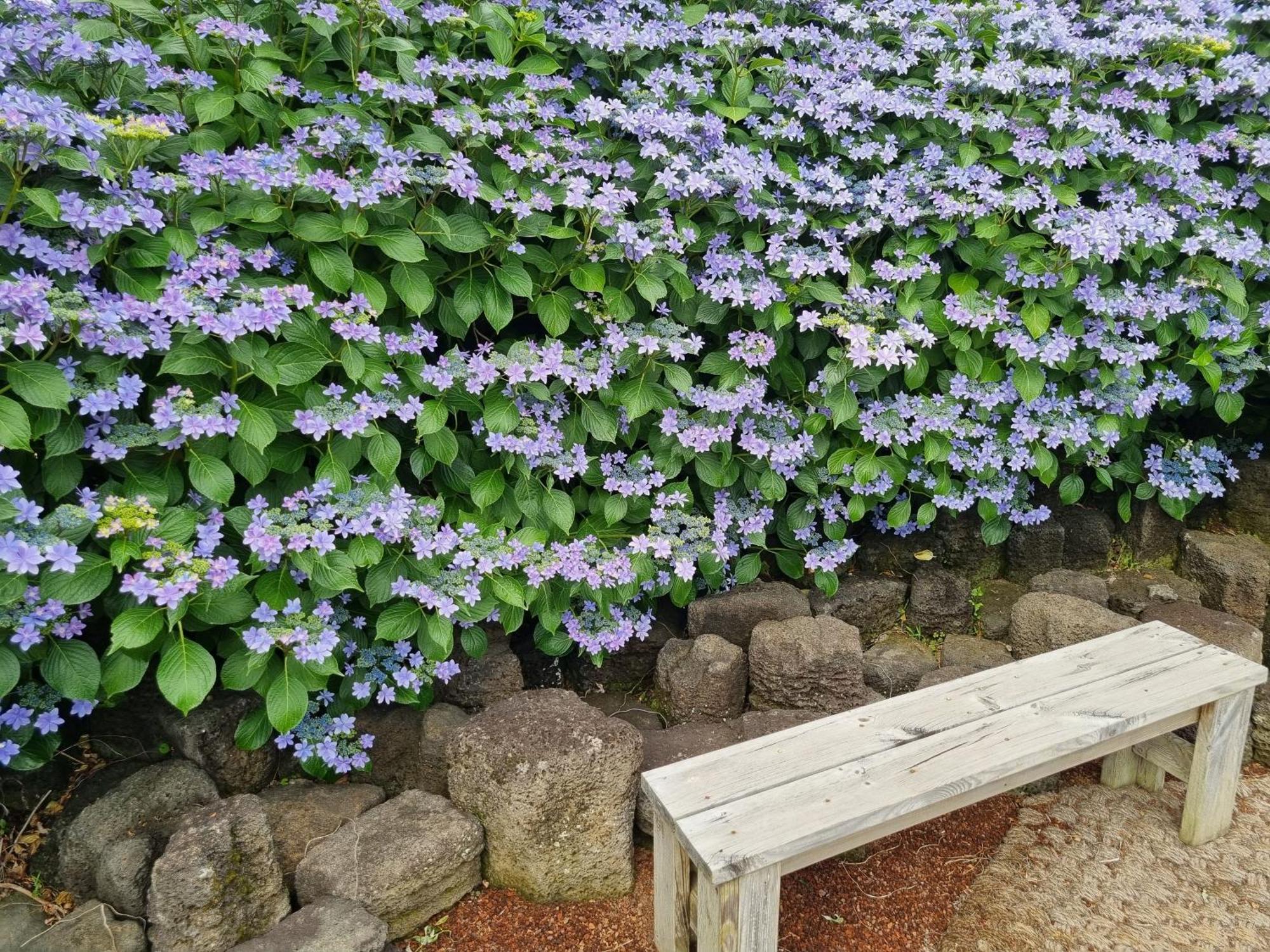 Haeansung Pension Seogwipo Ruang foto